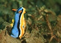 Nudibranch Ã¢â¬â Chromodoris annae